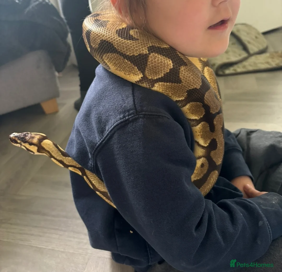 Python Snake reptiles for sale: Royal Python - Male  - Advert 2