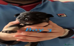 Mixed Breed dogs for sale: Beautiful French Bulldog x Border Collie Puppies - Image 7