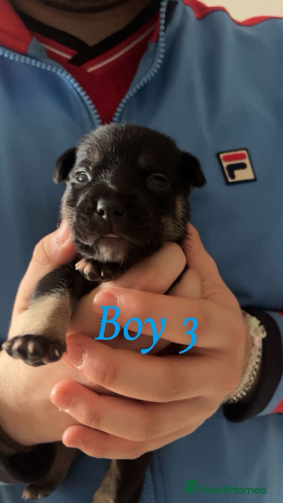 Mixed Breed dogs for sale: Beautiful French Bulldog x Border Collie Puppies - Image 7