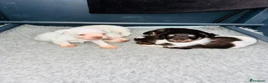 Puppy 3 - White Girl