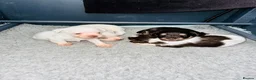 Miniature Schnauzer dogs for sale: 🐾 STUNNING KC REG MINIATURE SCHNAUZER 🐾 - Advert 16