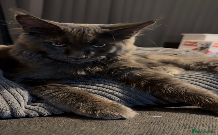 Maine Coon cats - Advert 16