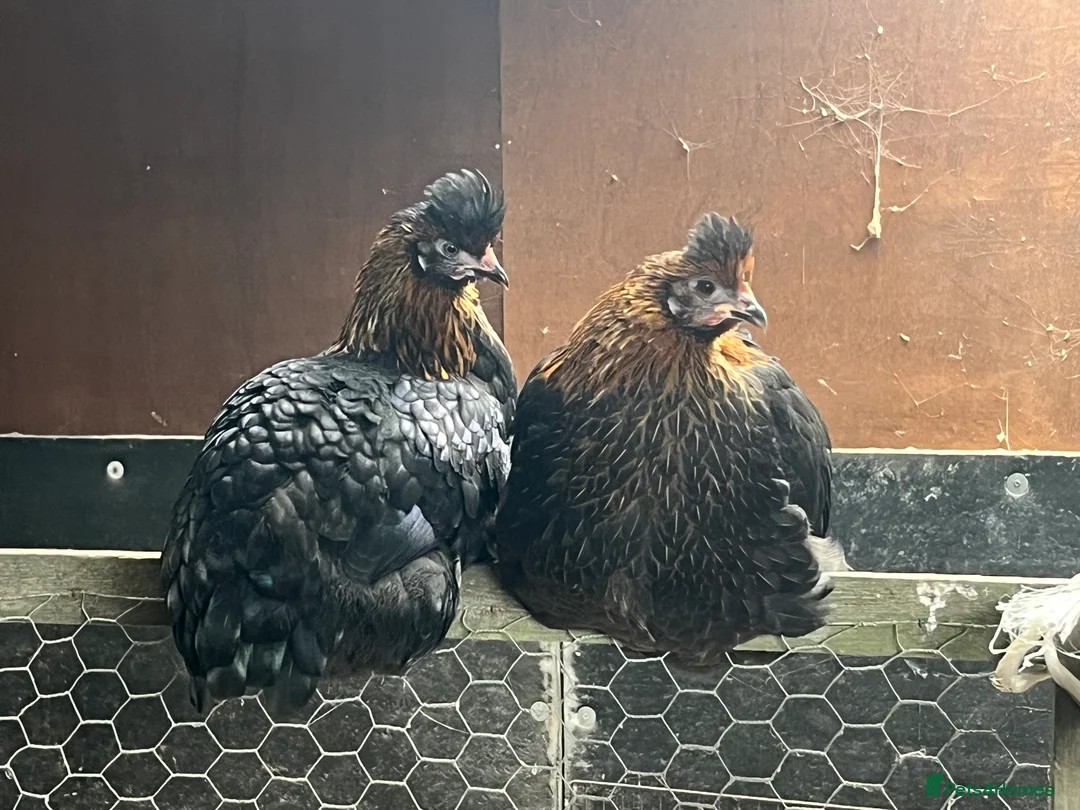 Chickens poultry for sale: Chickens - Advert 1