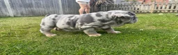 English Bulldog dogs for sale: Top Quality English Bulldog Pups Not Your Usual  in Colchester - Advert 27