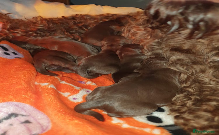Cockapoo dogs - Advert 4
