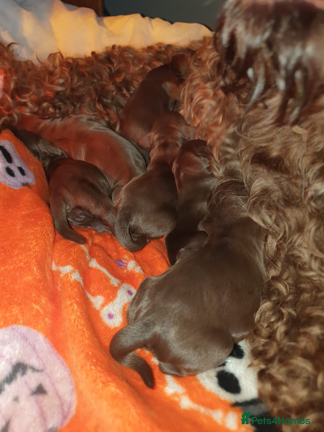 Cockapoo dogs for sale: Mother and father are both certified service dogs. - Image 1