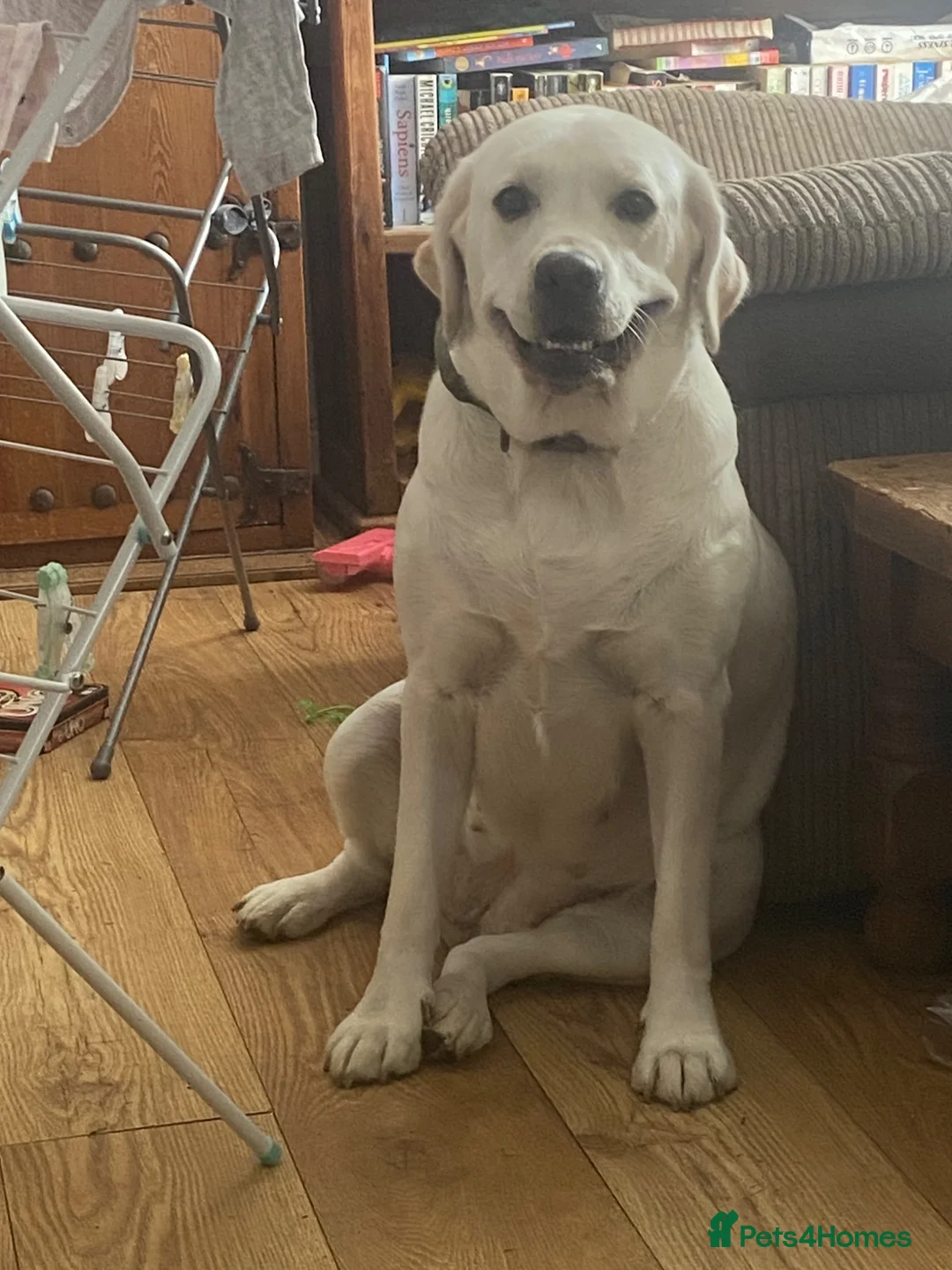 Goldador dogs for sale: Labrador x golden retriever ( goldador) in Llanelli - Advert 2