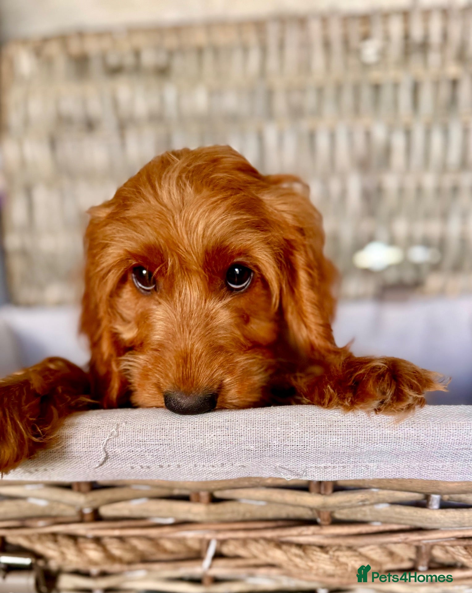 Cockapoo dogs 3 REMAINING FULLY VACCINATED/HEALTH CHECKED  - Advert 1