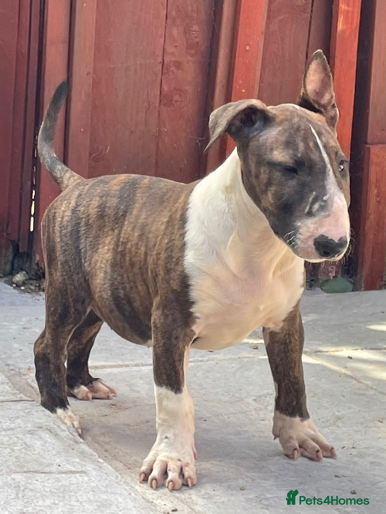 English Bull Terrier dogs CHUNKY EBT PUP FOR SALE READY NOW - Advert 13