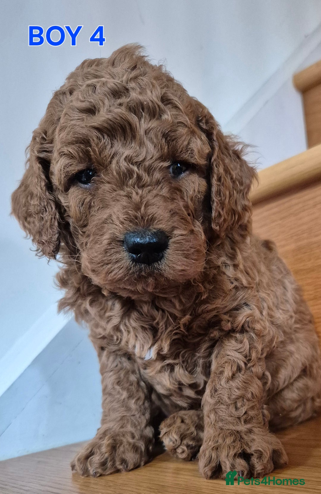 Mini Goldendoodle dogs for sale: F1b Red Miniature Goldendoodles tested parents - Image 20