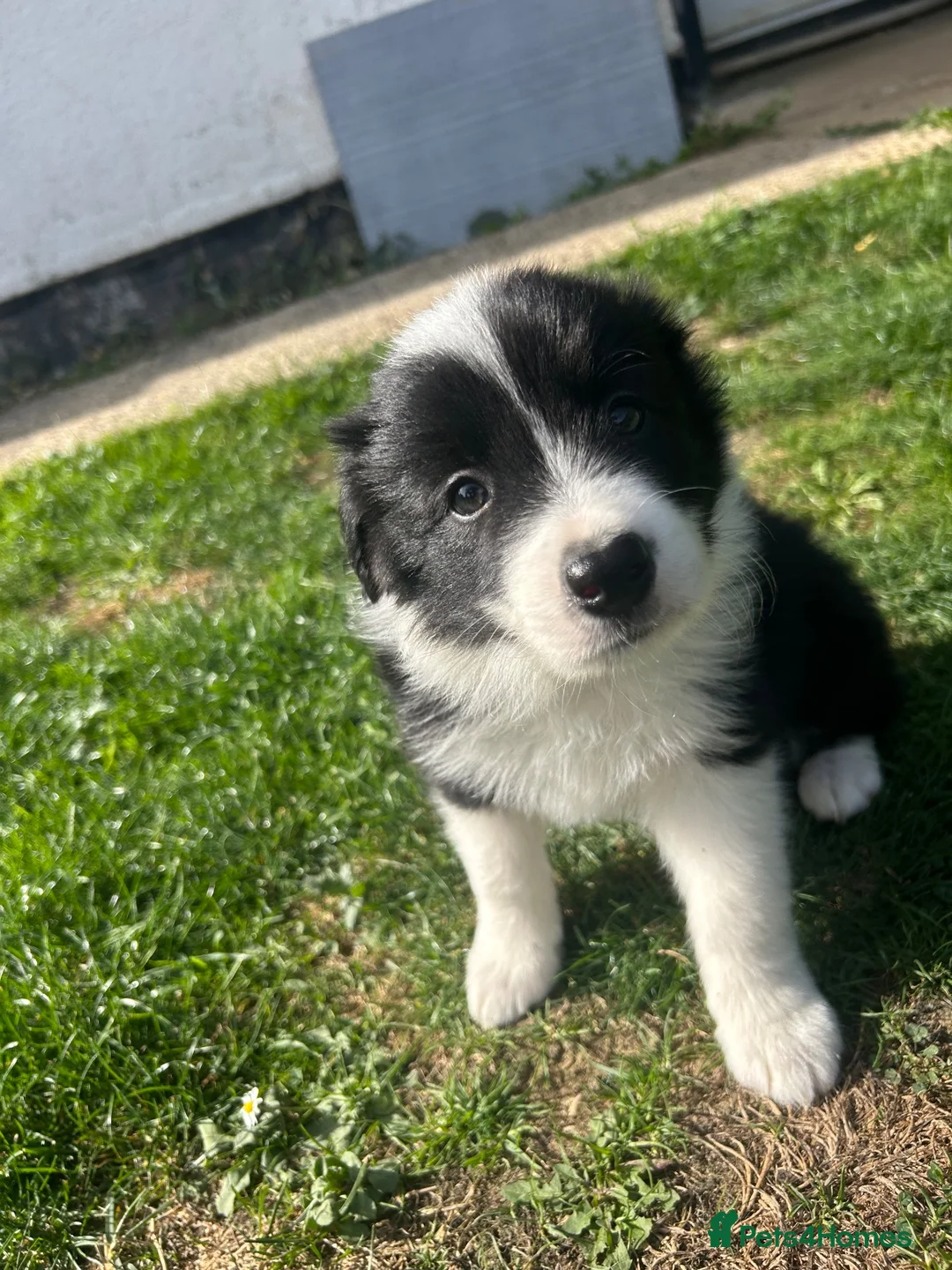 Border Collie dogs for sale: KC reg. Border Collie puppies!!! - Advert 1