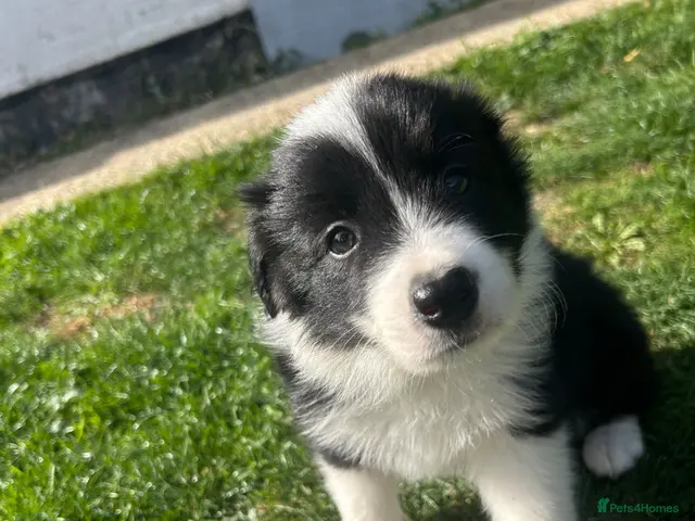 Border Collie dogs for sale: KC reg. Border Collie puppies!!! - Advert 1