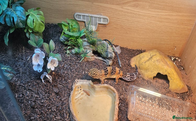 Leopard Gecko reptiles - Advert 3