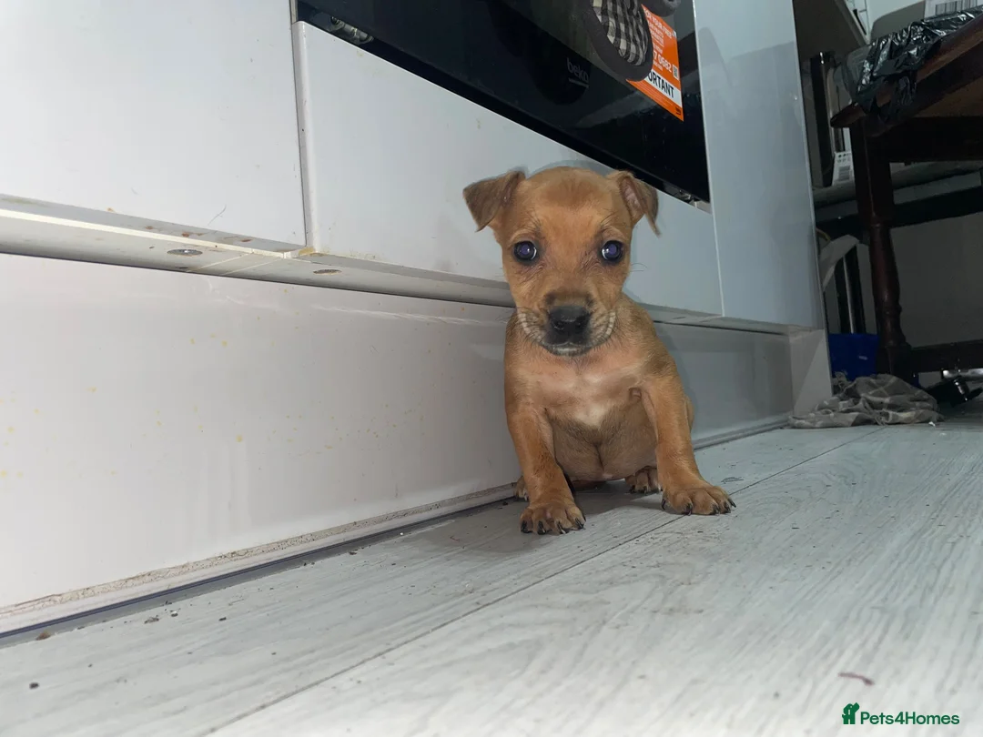 Mixed Breed dogs for sale: Bull Wheaten - Advert 2