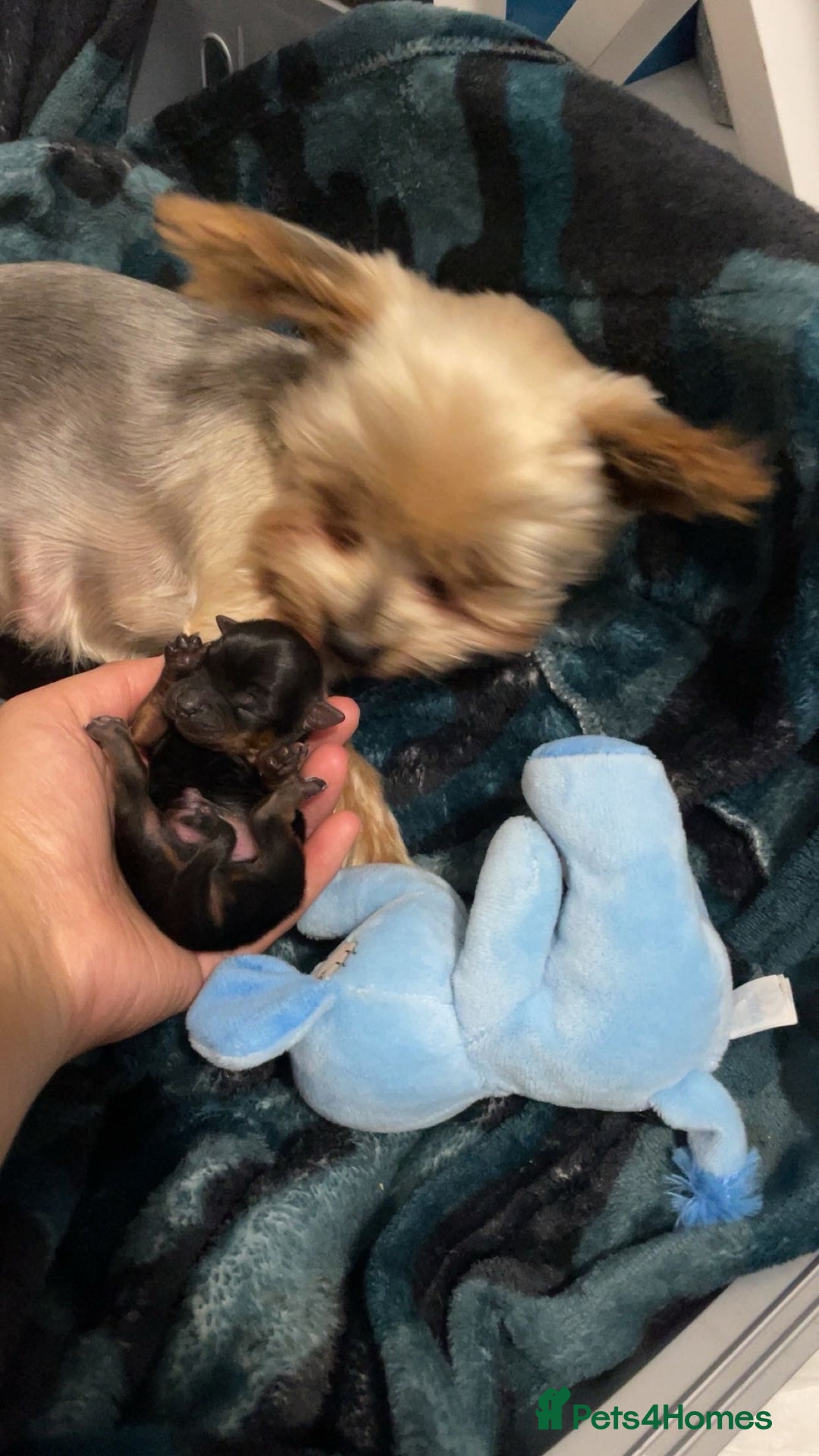 Yorkshire Terrier dogs for sale: Mini toy  Yorkshire Terrier's  - Image 2