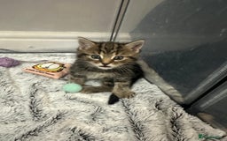 Domestic Shorthair cats for sale: Domestic short hair  - Image 3