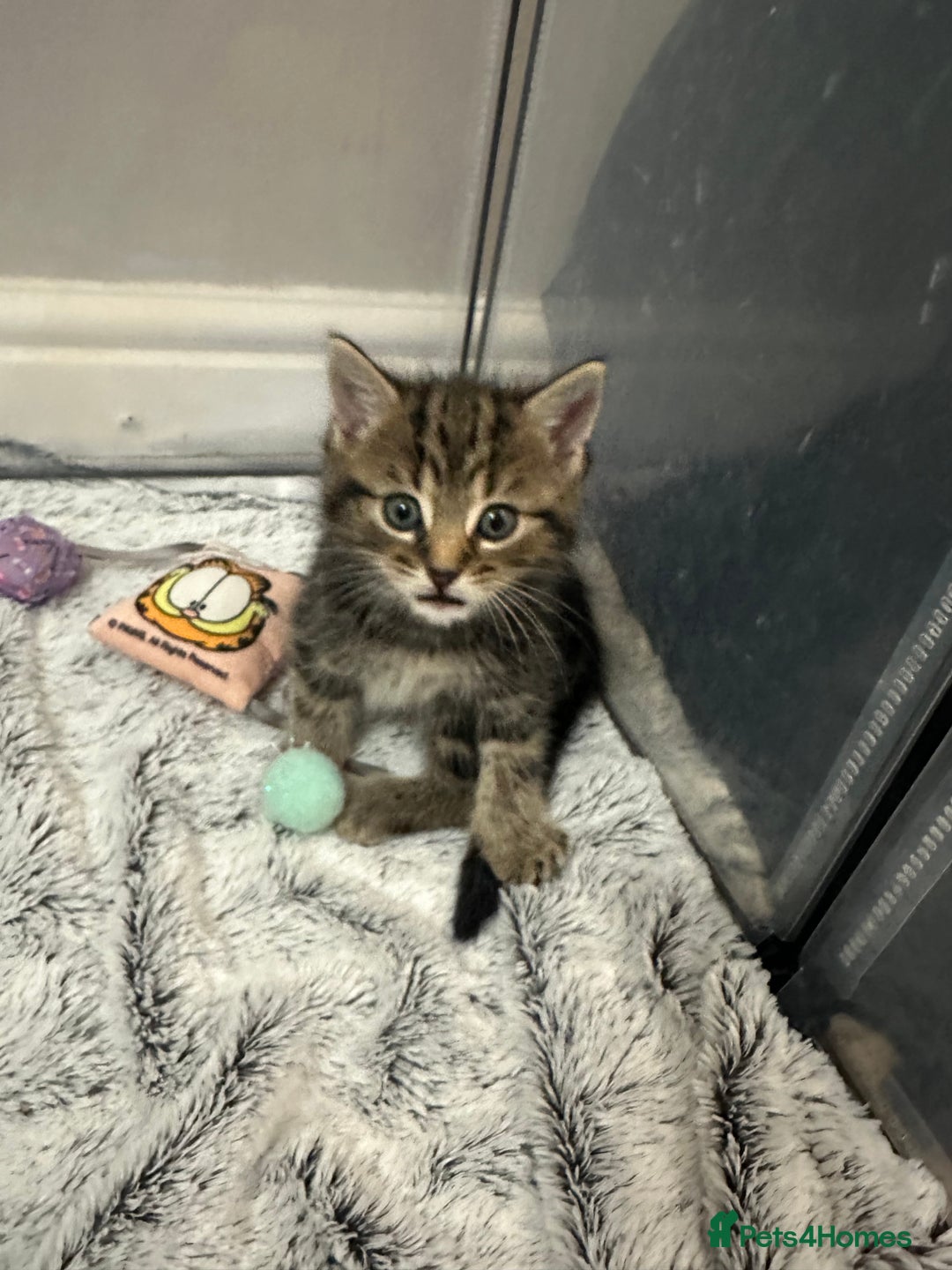 Domestic Shorthair cats for sale: Domestic short hair  - Image 3