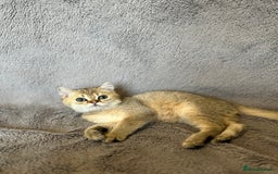 British Shorthair cats for sale: *READY NOW* TICA registered BSH kittens - Image 12