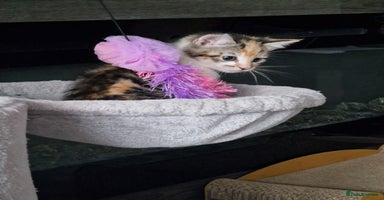 Mixed Breed cats - Advert 4