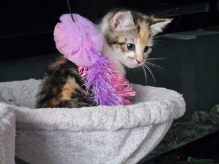 Mixed Breed cats - Advert 18