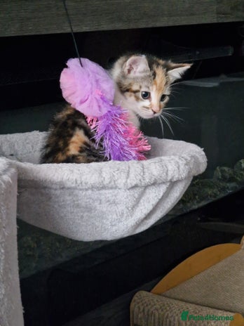 Mixed Breed cats - Advert 3