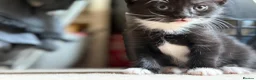 Mixed Breed cats for sale: Adorable black & white boy kittens - ready in 2wks - Advert 30