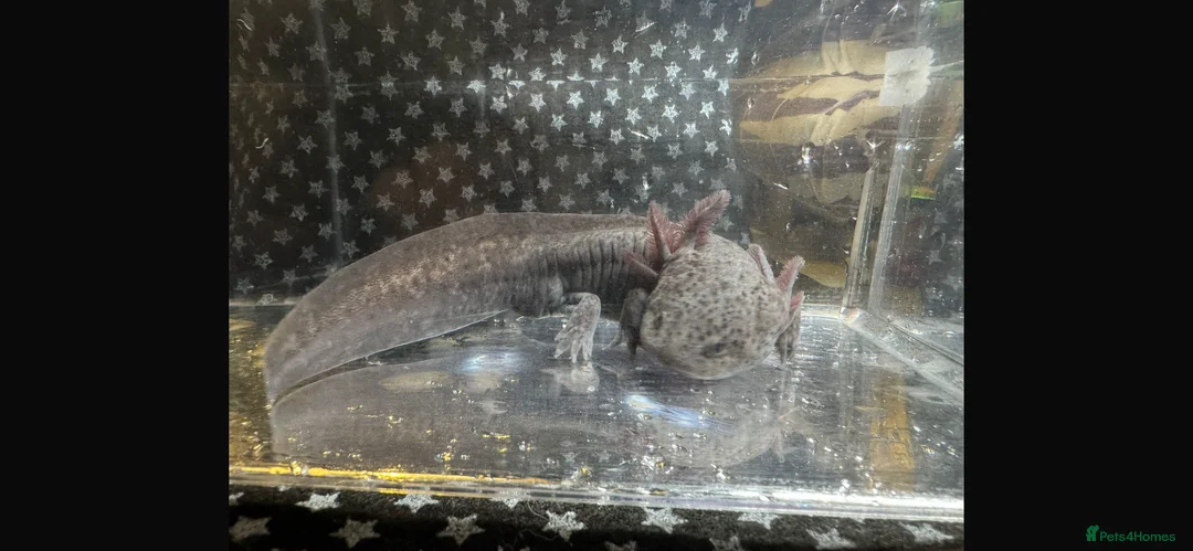 Axolotl reptiles for sale: Axanthic Melanistic Axoltol in Barrow-in-Furness - Advert 1