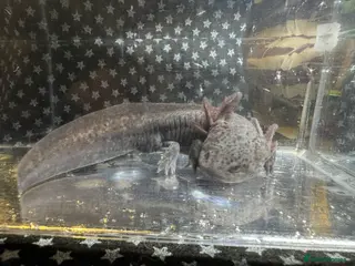 Axolotl reptiles Axanthic Melanistic Axoltol - Advert 1