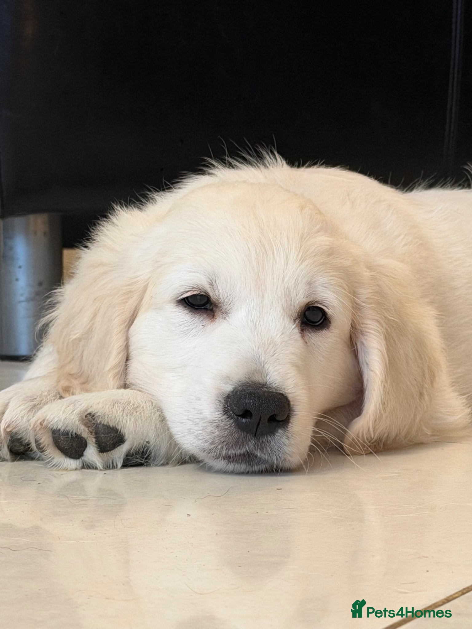 Golden Retriever dogs Stunning Goldens-Parents are School Wellbeing dogs - Advert 2