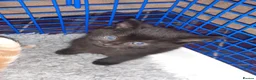 Mixed Breed cats for adoption: Lovely rescue kittens for adoption - Advert 3