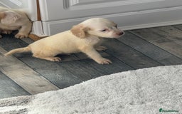 Cocker Spaniel dogs for sale: Champagne cocker spaniel pups  - Image 4
