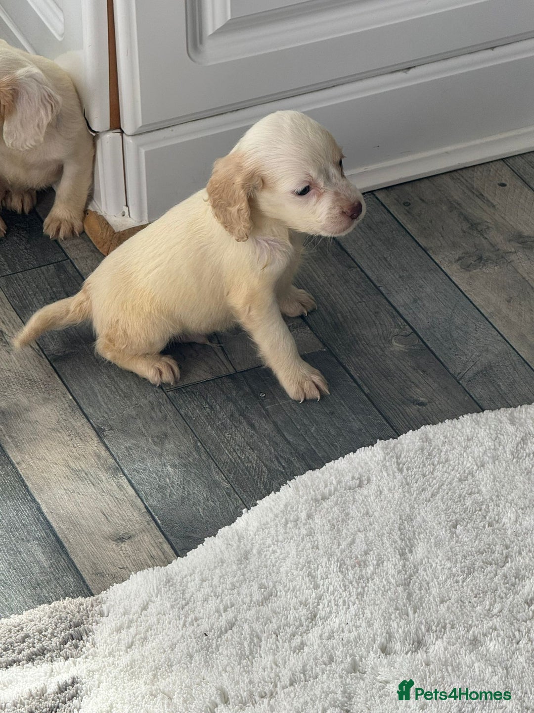 Cocker Spaniel dogs for sale: Champagne cocker spaniel pups  - Image 4