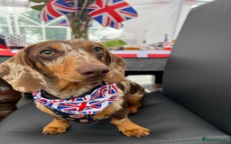 Miniature Dachshund dogs for stud: Romeo the miniature Dachshund  - Image 5