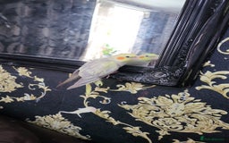 Cockatiels birds for sale: cockatiels  - Image 9