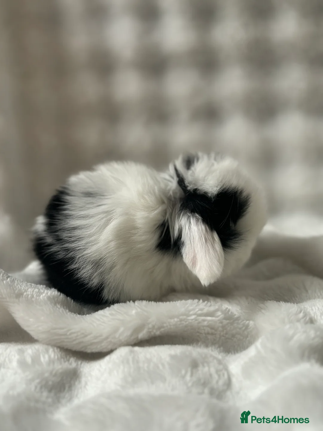 Mini Lop rabbits for sale: Beautiful Pure Bred Mini Lops - Advert 2