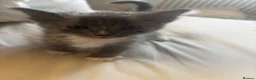 Russian Blue cats for sale: Russian blue X kittens - Advert 1
