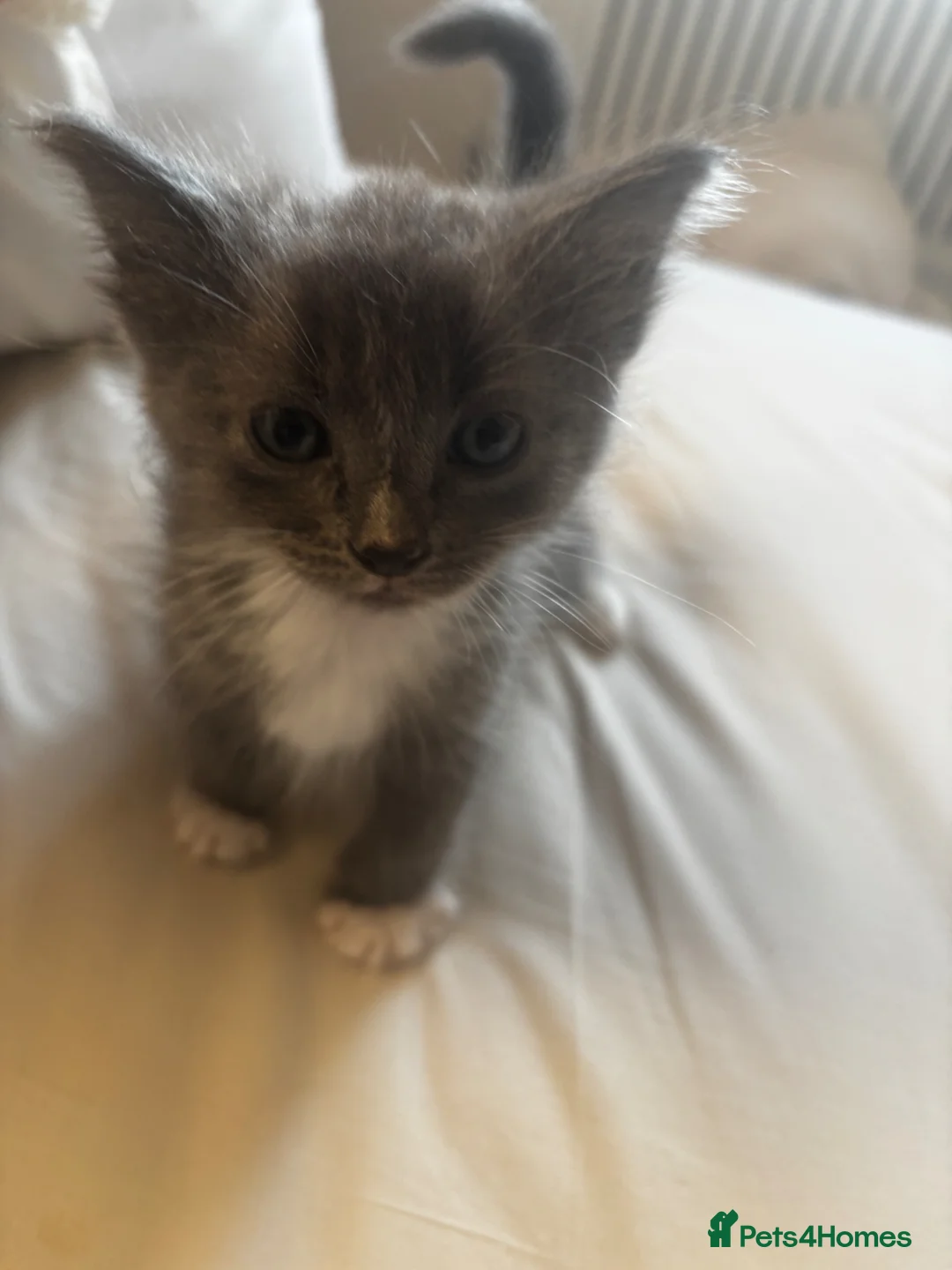 Russian Blue cats for sale: Russian blue X kittens - Advert 1