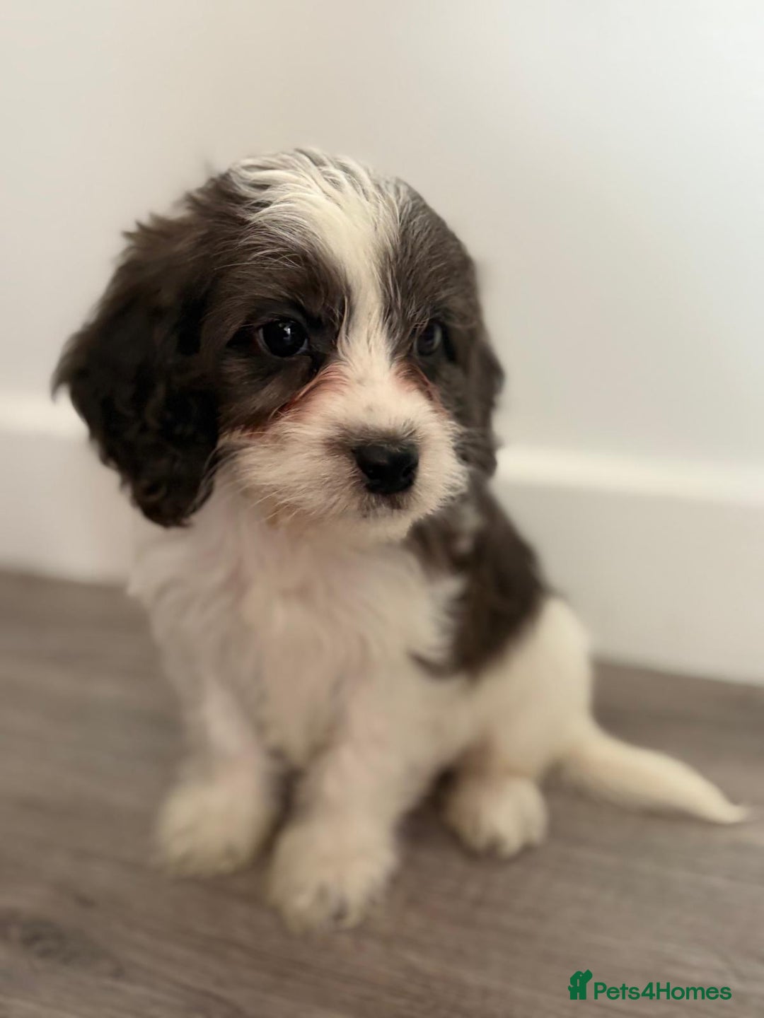 Cockapoo dogs for sale: Cockapoo puppies - Image 2