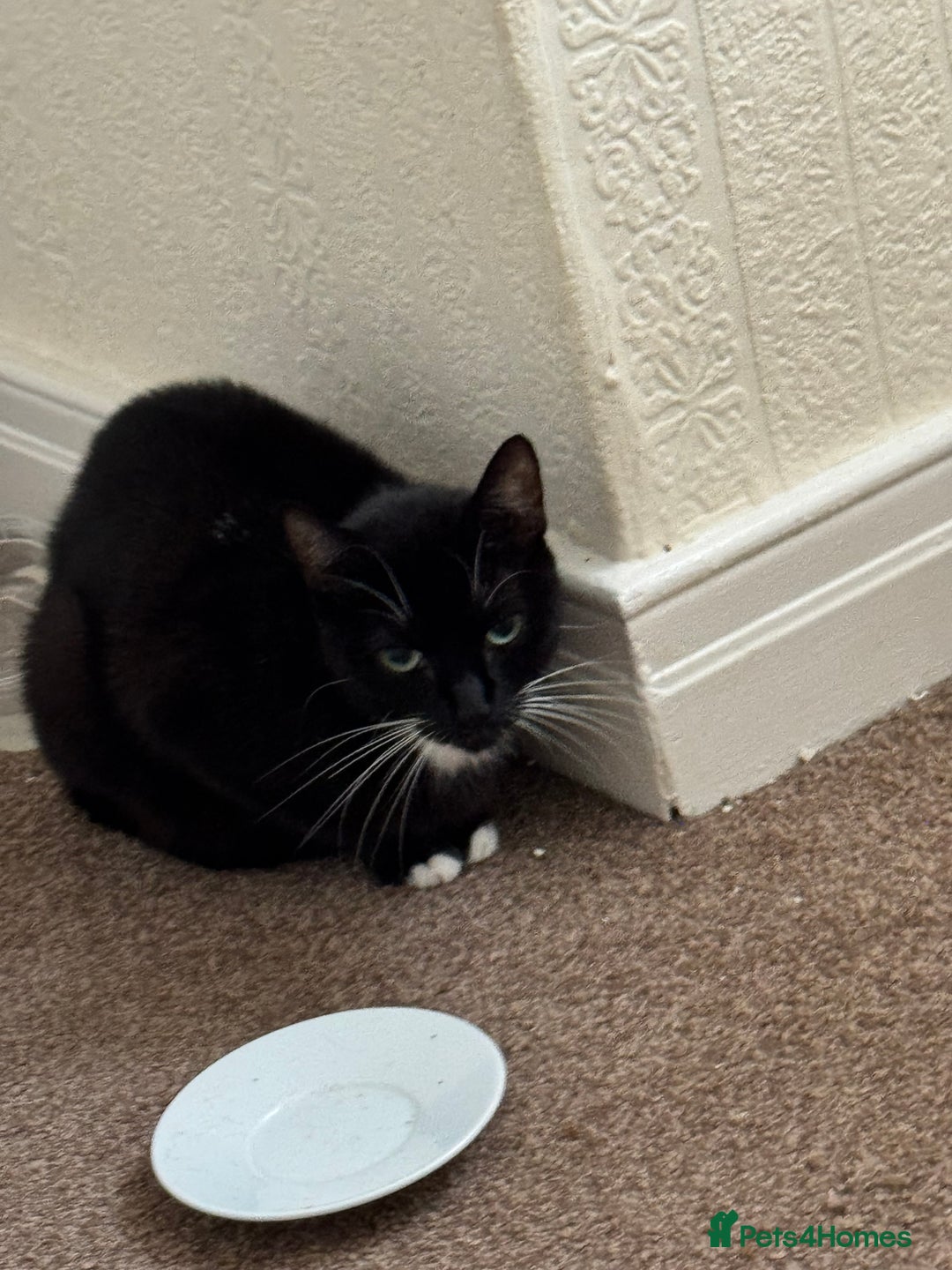 Domestic Shorthair cats for sale: Lovely kittens ready for new home - Image 5