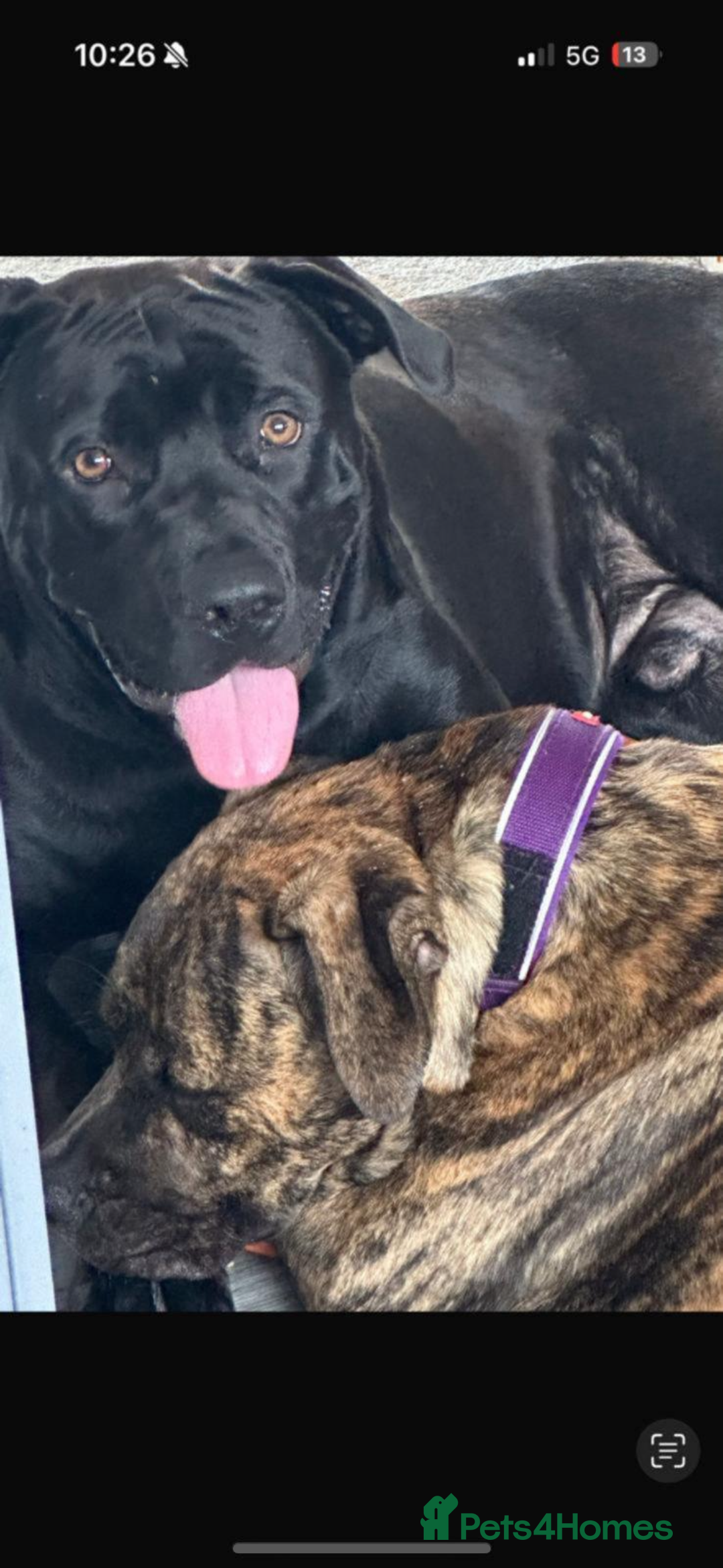 Presa Canario dogs for sale: Presa canarios  - Image 3