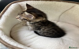 American Shorthair cats for sale: Kitten looking for a new home  - Image 3