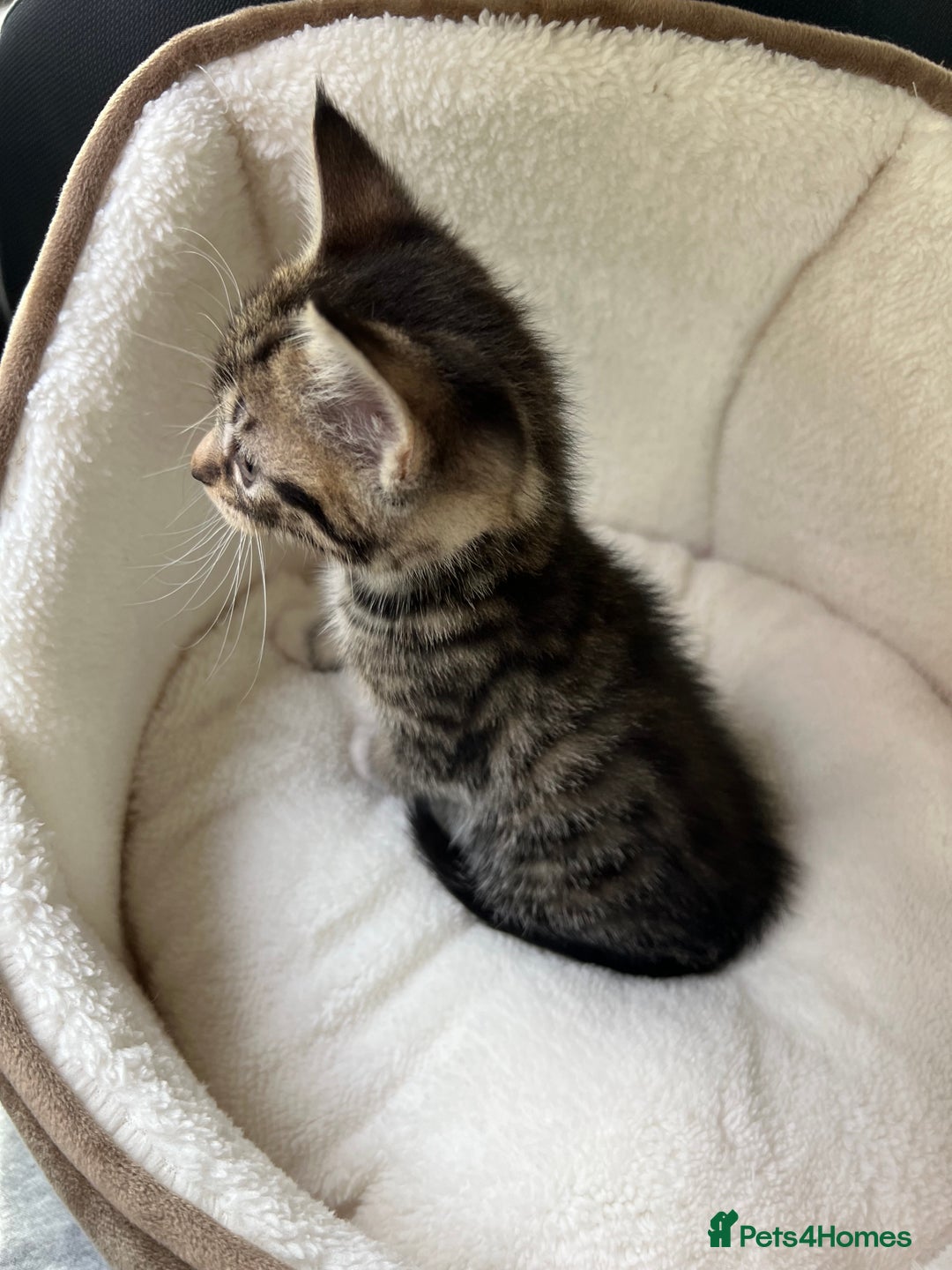 American Shorthair cats for sale: Kitten looking for a new home  - Image 3