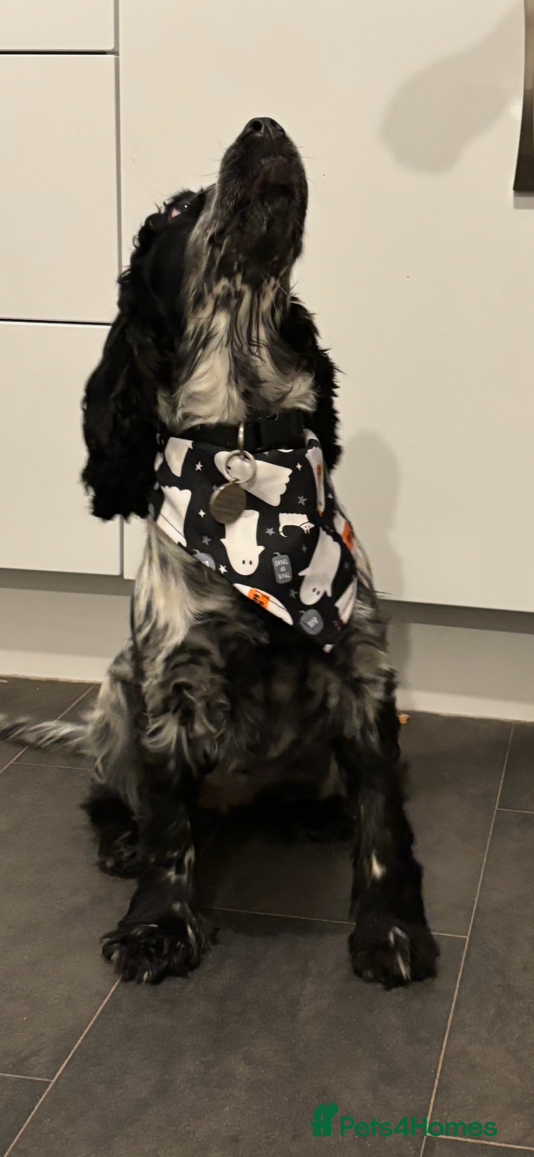 Cocker Spaniel dogs for sale: Beautiful show cocker springer spaniel  - Advert 2