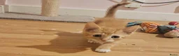 Mixed Breed cats for sale: 3 lovely kittens for sale: Calico, Ginger, Tuxedo in Aylesbury - Advert 3