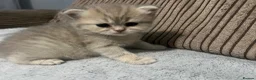 British Shorthair cats for sale: British shorthairs for sale - Advert 16