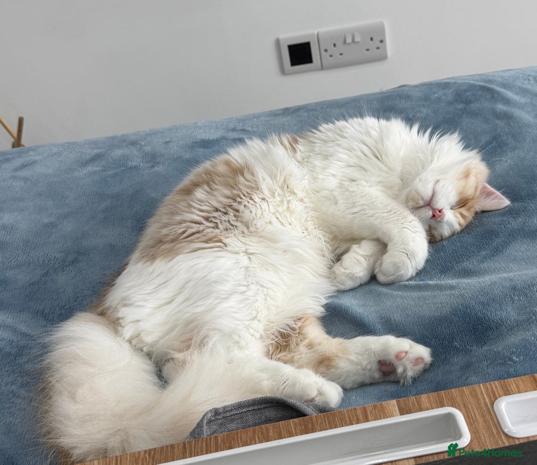 Munchkin cats for sale: Pedigree TICA Munchkin Kittens – Short Legs 🐈 - Image 23