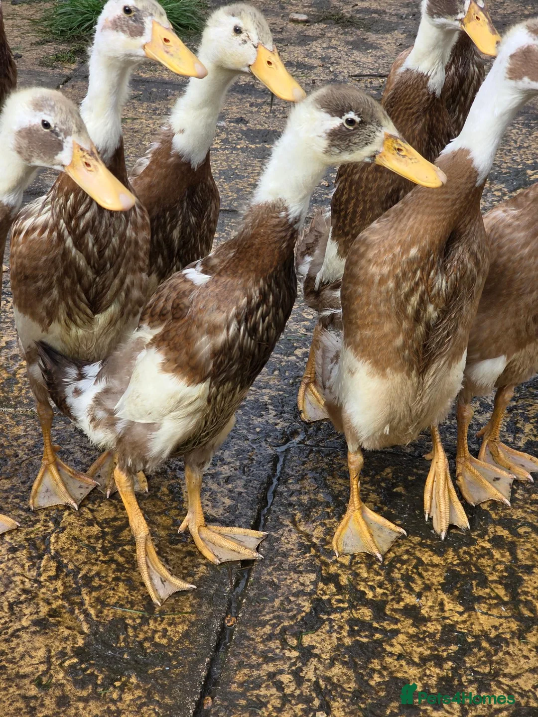 Ducks poultry for sale: Indian runners  in Manchester - Advert 1