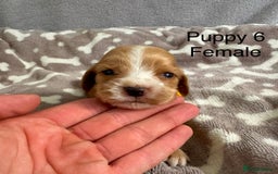 Cocker Spaniel dogs for sale: 🐾⭐️Exceptional ShowType Cocker Spaniel Puppys🐾⭐️ - Image 12