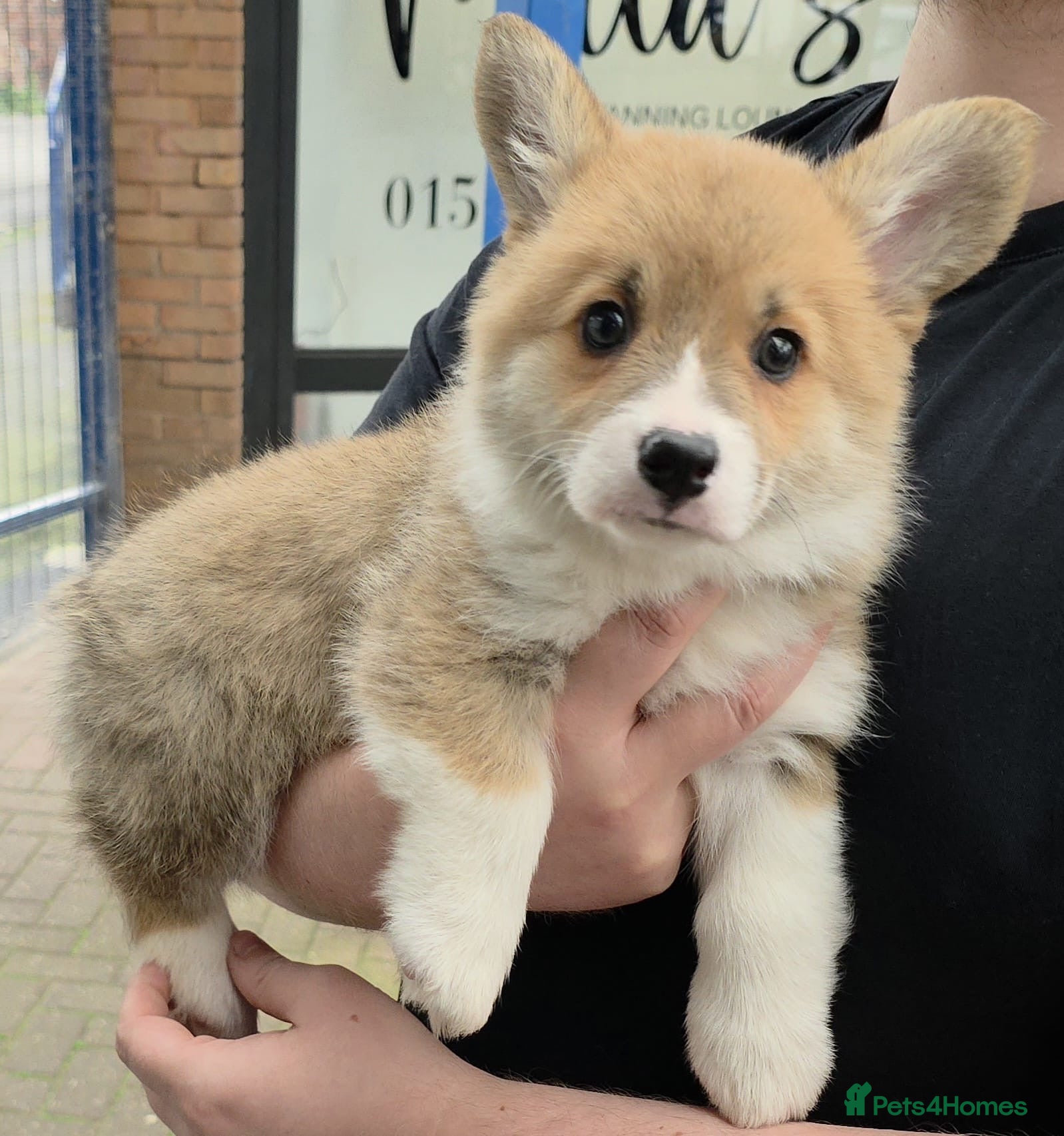 Welsh Corgi Pembroke dogs Ready now, 2 Pembroke Corgi girls. - Advert 4