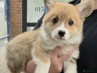 Welsh Corgi Pembroke dogs Ready now, 2 Pembroke Corgi girls. - Advert 4